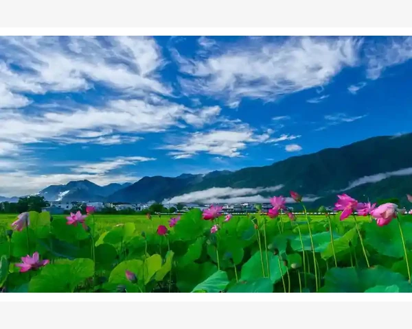 清肺养肝，养生粥来护卫健康